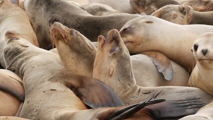 Sea lions on the rock in La Jolla. Playful wild eared seals crawling near pacific ocean on rock. Funny sleepy wildlife animals. Protected marine mammals in natural habitat, San Diego, California, USA © Dogora Sun