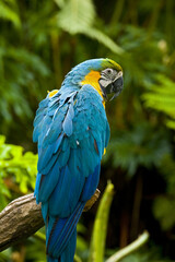 Macaw