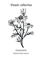 Vector illustration of a camomile. Chamomile vector. Chamomile engraving. Floral illustration. Black and white flower.