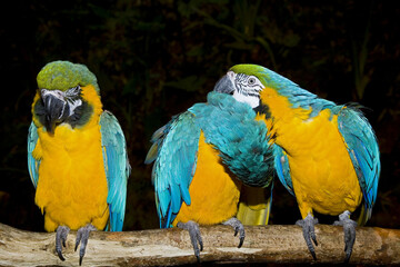 Macaw