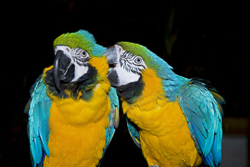 Macaw