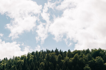 Obraz premium View of the forest in the mountains