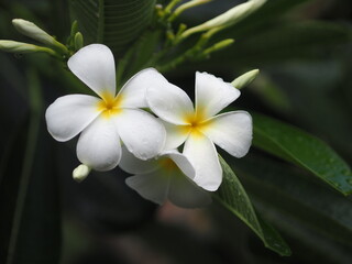 Fototapeta na wymiar Plumeria mix color white and yellow colorfull flower blooming in garden on blur nature background Tropical nature, Frangipani, Temple, Graveyard Tree Apocynaceae