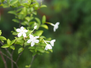 Gardenia,  Rubiaceae Small perennials leaves are rounded, oval, pointed leaves, single flowers branch. flowers are fragrant, White flower blooming and green leaves in garden on nature background