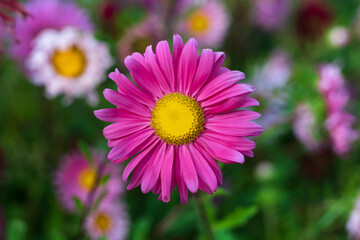 Obraz premium Astra (Aster) - decorative plant with beautiful inflorescences-baskets. Green flower background