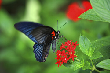 Great swallowtail butterfly