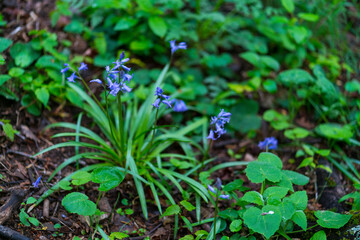 Biological Station El Ventorrillo, Sierra de Guadarrama, Madrid, Spain, Europe