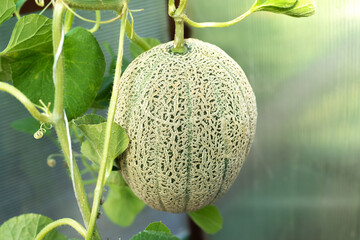 Fresh ripe melon in greenhouse. Food, Fruits or healthcare concept.