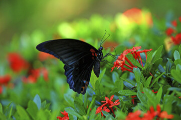 Great swallowtail butterfly