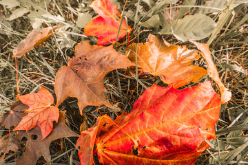 Maple red orange fall fallen leaves on grass close up in sun light as floral botanical colorful bright autumn outdoor pattern background backdrop