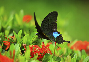 Fototapeta premium Large glazed bird