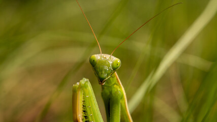 sly green mantis lurking, summer warm day