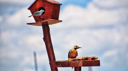 Birds