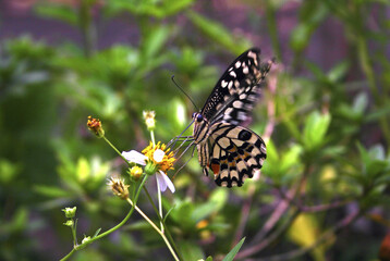 Swallowtail butterfly