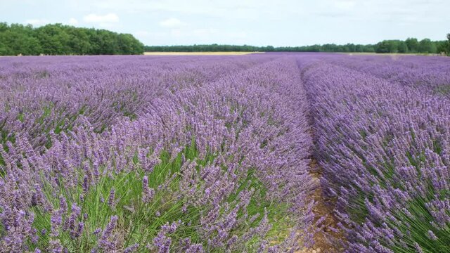 beautiful landscape of ripe purple lavender field in Valensole Provence south of France