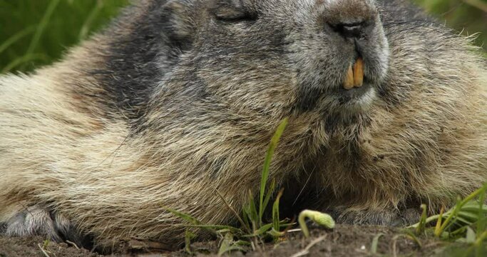 Alpine marmot relaxing