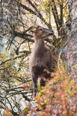 Mountain goat on the rocks. Nepal