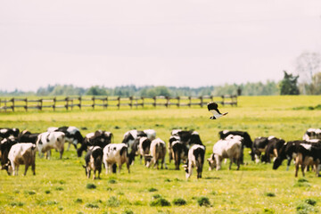 Naklejka na ściany i meble Northern Lapwing Or Peewit Flying Above Grazing Cattle In Field In Summer Day