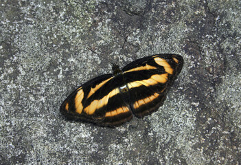 Taiwan Single-banded Vanessa female