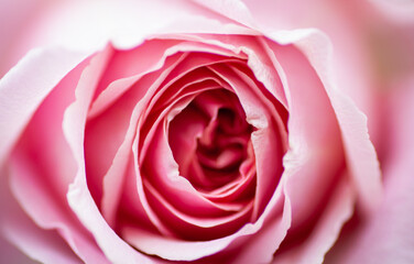 Fototapeta na wymiar 薔薇の花の近影