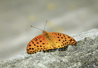 Black-end Leopard Butterfly