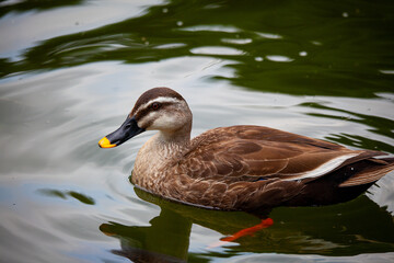 池に浮かぶ鴨