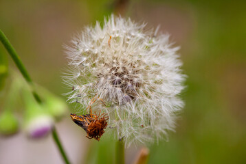 タンポポの綿毛の近影