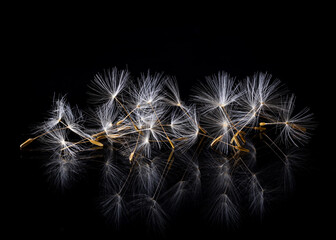 Dandelion seeds on a black background with reflection.