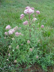 Gewöhnlicher Wasserdost