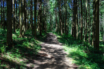 Fototapeta premium A path in green forest near Akiyoshidai in summer season. There are trees and grass in image.