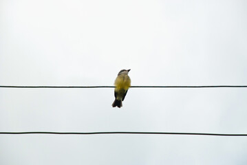 Bird resting on electric wire