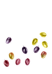 Hand drawn watercolor sketch of black, green and purple olives