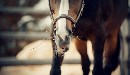 Nose horse in a halter. Horse muzzle close up