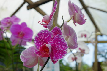 The beautiful color of Indonesian orchids