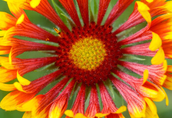 Bright red flower close up