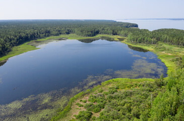 Aerial photo of forest boggy lake in the Karakansky pine forest near the shore of the Ob reservoir.