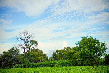 Fototapeta na wymiar beautiful view of tree and Blue sky