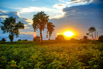 Row of growing green Cotton field in India.