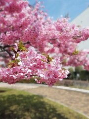 満開の桜の花びら
