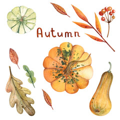 Autumn watercolor set. Hand painted pumpkin on a white background. Autumn festival. Thanksgiving Day. Botanical illustration for design, print, cards, prints, invitations.