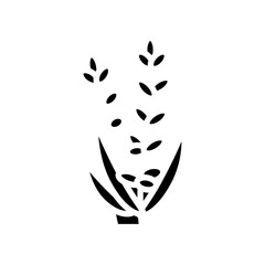 lavender flower aromatherapy glyph icon vector. lavender flower aromatherapy sign. isolated contour symbol black illustration