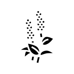 patchouli flowers aromatherapy glyph icon vector. patchouli flowers aromatherapy sign. isolated contour symbol black illustration