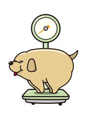 体重を計る太った猫