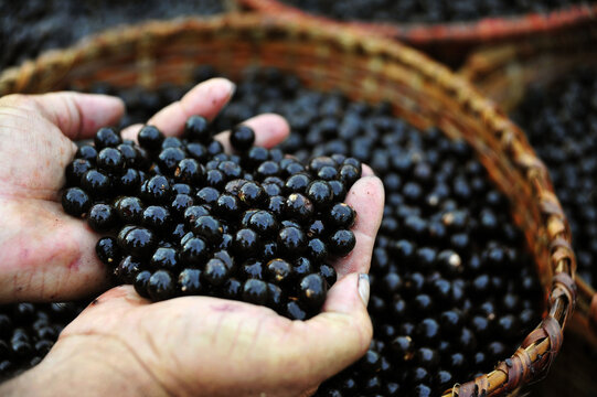 Mercado do A&ccedil;a&iacute; .