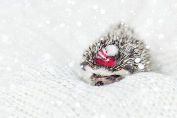 cute sleeping African hedgehog with a red santa hat lies on a white knitted blanket with bright snowflakes. cute christmas animals. new year card