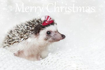 cute African hedgehog with a red santa hat lies on a white knitted blanket with bright snowflakes....