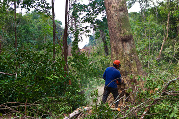Desmatamento para abertura para passagem de linha de transmissão de energia em  Breves na ilha de Marajó.. © Pulsar Imagens