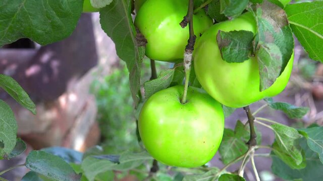 Video of unripen apples hanging on the tree in summer day