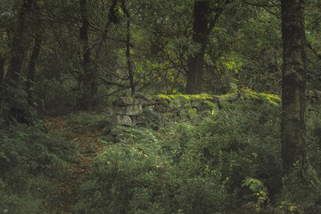 Swineholes Wood. Vibrant green moody, ethereal UK forest woodland trees, and foliage.