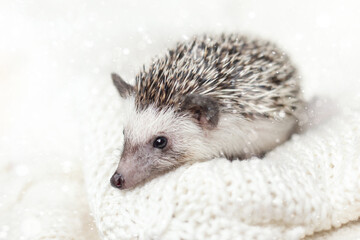 decorative adorable African white- bellied hedgehog on white knitted background. cold winter concept